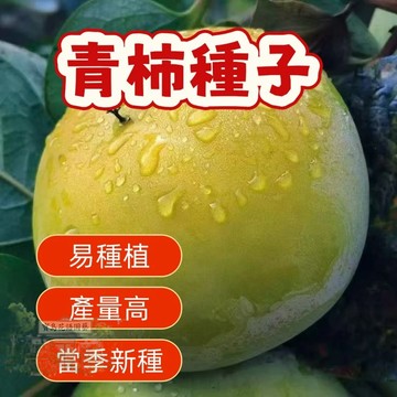 🔥（青柿子種子） 當季新籽 發芽率高 新手易種植 營養豐富 脆甜可口 長勢較快 陽台庭院盆栽#超優惠