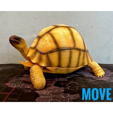 【MOVE】博物志 陸龜系列 安哥洛卡象龜 仿真 烏龜 爬蟲 模型 GK 擺飾