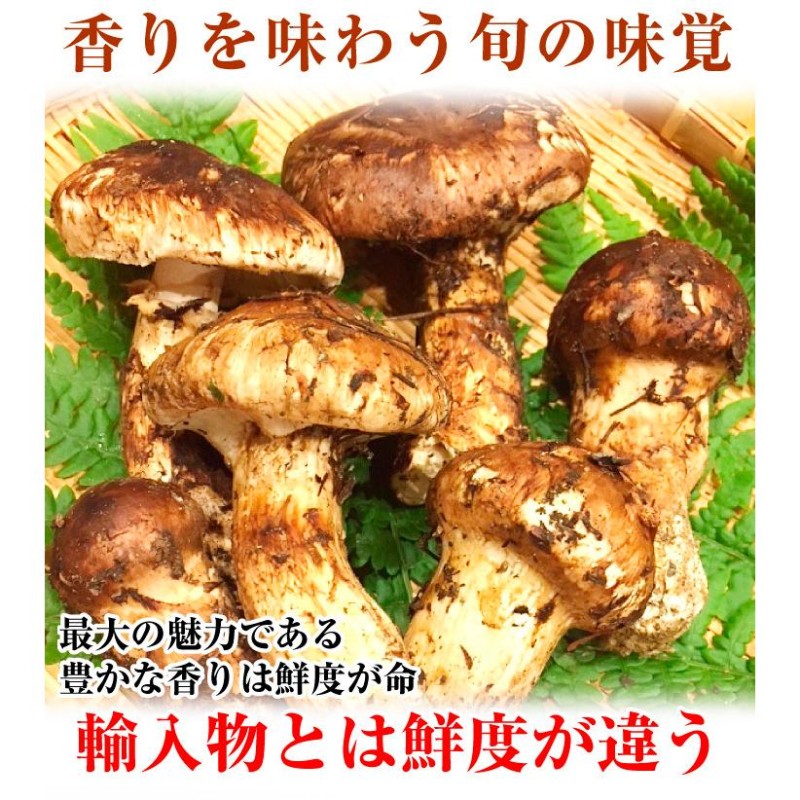 松茸 約150g 国産松茸 石川・長野産 ご家庭用 送料無料 食品 | LINE