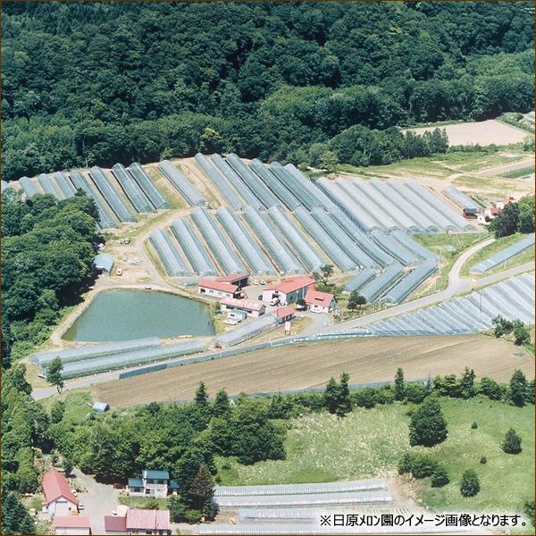 お中元 メロン 北海道産 新夕張レッド 1玉入り (1玉 1.5kg キング系 クール便) 2023 ギフト 贈り物 お祝 お礼 北海道 グルメ 送料無料 お取り寄せ