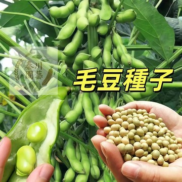 （毛豆種子）新毛豆種子青黃豆種子矮生毛豆龍爪豆狗仔豆狗爪豆虎抓豆極早熟正品高產大青豆種子四季播種健康蔬菜種子