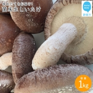 厳選！！新居浜産菌床生しいたけ １kg