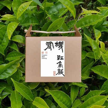 有機紅烏龍 | 茶包10入【醇厚甘甜】