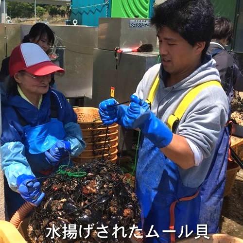 生ムール貝 小 1kg 三陸宮城県産 漁師直送 活ムール貝（イガイ ムラサキ貝 カラス貝）