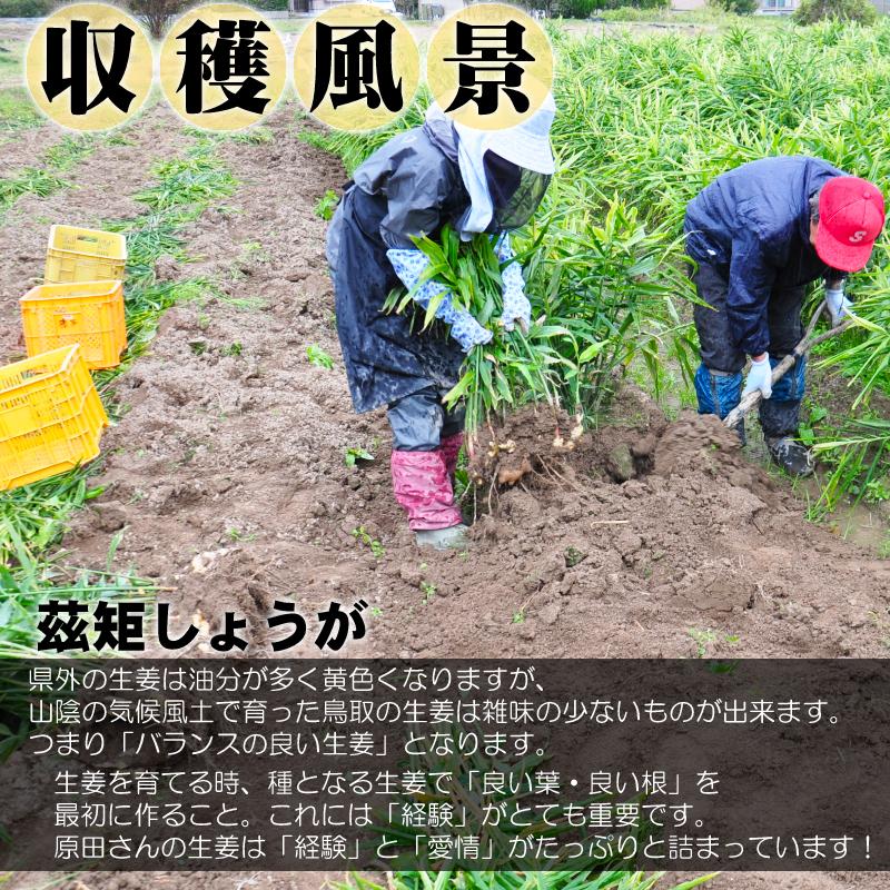 鳥取県産 熟成 生しょうが 2kg 茲矩(これのり)生姜 はらだ農産 産地直送 ショウガ ジンジャー