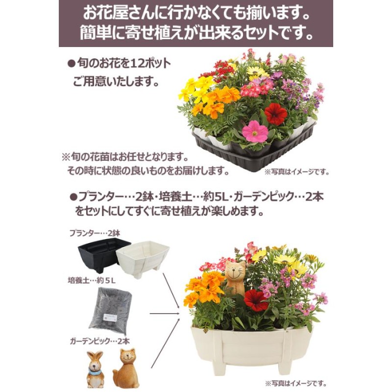 花苗 秋・冬 セット 12ポット＋寄せ植えセット おしゃれな寄せ植えが