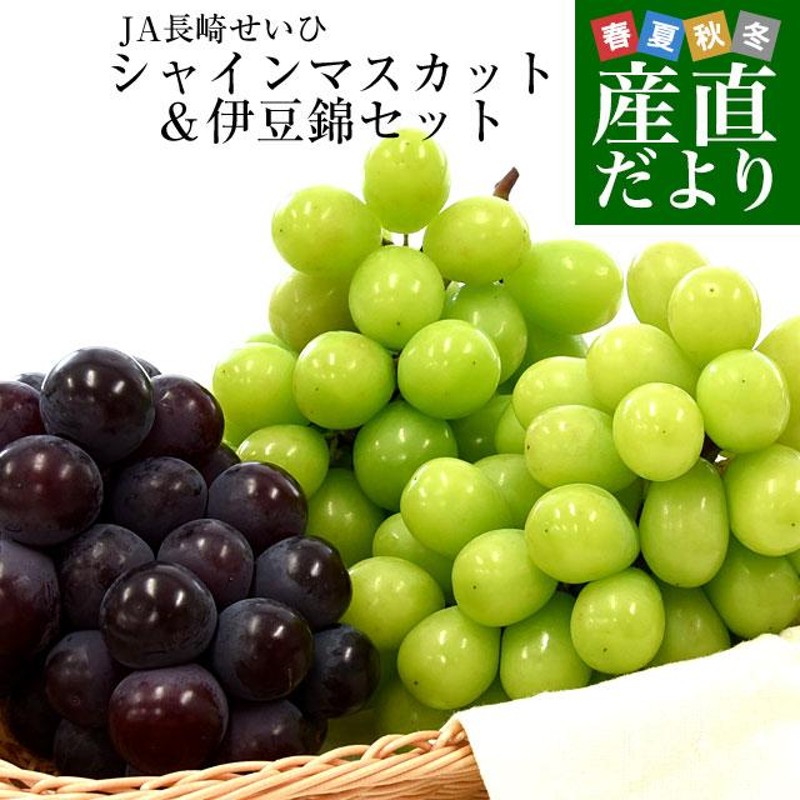 長崎県より産地直送 大型ぶどう3房セット 合計1.5キロ (シャイン