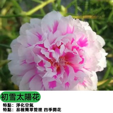 重辦太陽花種子(初雪）白花向日葵  庭院盆栽 四季易種 開花長效 台灣現貨 新手園藝 耐熱耐旱 播種材料