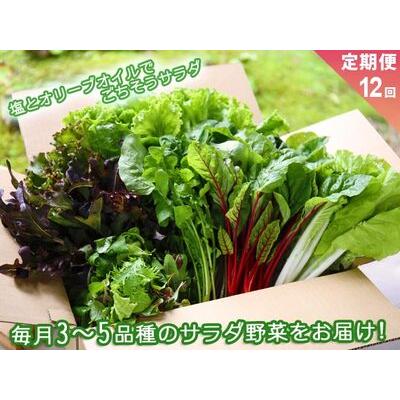 ふるさと納税 サラダ野菜セット〜3〜5品種を毎月お届け〜 熊本県阿蘇市