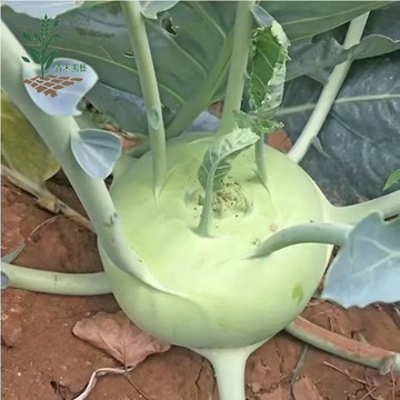 青禾園藝（大頭菜種子）🥬當季新種 發芽率高 四季播種 新手易種植 產量高 營養豐富 脆嫩可口 #農家自留種