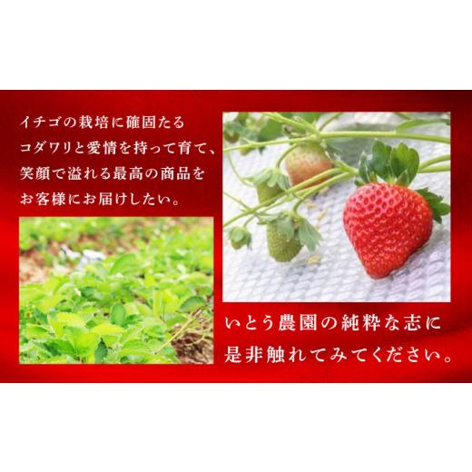 ふるさと納税 熊本県 山鹿市 高級 いちご 恋みのり 約2000g（250g×8pc） イチゴ いちご 苺 熊本県  [ZBB007]