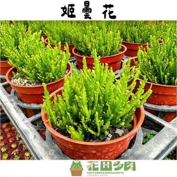 《花田多肉》🌵【姬曇花】多肉植物/觀葉植物/組盆植物/石頭玉/空氣鳳梨