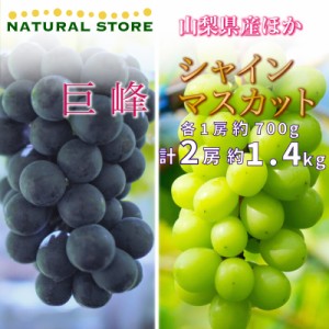 [最短順次発送]   巨峰 シャインマスカット 各1房 計約 1.4kg 700g 食べ比べ 山梨県産ほか ぶどう ブドウ 葡萄  夏ギフト 御中元 お中元