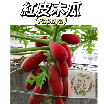 現貨（快速出貨）超甜紅皮木瓜種子｜家庭必備果樹｜高發芽率｜陽台庭院都可種｜豐產快收 果肉厚實、色澤紅潤 甜度高達14度以