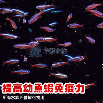 【AC草影】去殼豐年蝦卵 仔蝦 仔魚 幼魚飼料 繁殖小魚飼料 小蝦飼料 小魚繁殖 豐年蝦 豐年蝦卵 仔魚飼料