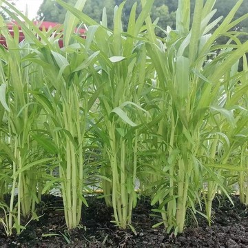 🥬（空心菜種子）現貨（120粒入） 通菜蓊、蓊菜、藤藤菜、通菜種子 盆栽田園農家蔬菜種子 四季種植 高產蔬菜籽