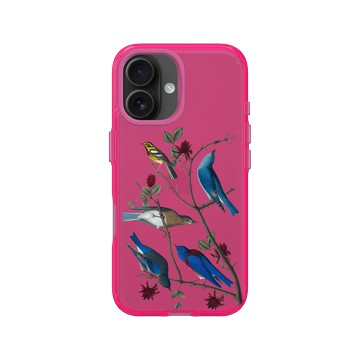 iPhone 16 Clear 粉漾桃 - The British Library - 美洲鳥譜 ‧ 唐氏鶲鶯與藍鳥