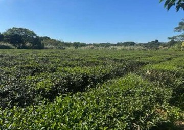 龍潭新生醫專旁休閒美農地｜桃園市龍潭區高平段