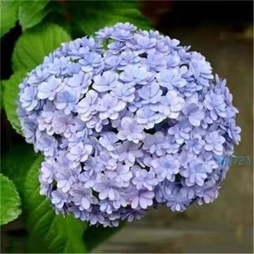 💐台灣現貨現發｜高貴繡球花種子✨混色八仙花✅四季開花易養活｜庭院陽台盆栽精品花卉觀賞植物種子