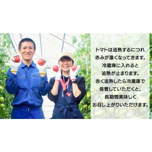 ふるさと納税 茨城県 筑西市  スーパーフルーツトマト 小箱 約800g × 1箱  糖度9度 以上 野菜 フルーツトマト フルーツ …