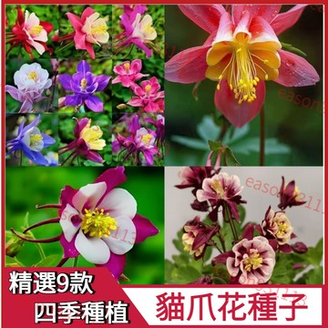 🔥精選 貓爪花種子🔥觀賞花卉種子 四季種植 大花重瓣 四季陽臺 室外 庭院花種觀賞 新手易種 多年生 耐寒耐旱 多色可選