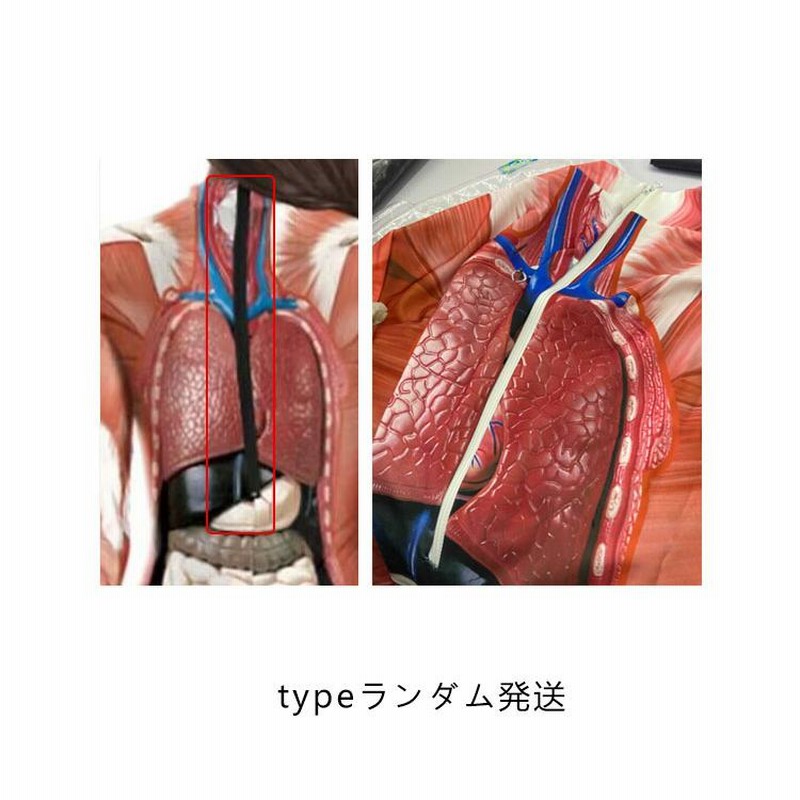 全身タイツ 筋肉 衣装 コスチューム 筋肉 人体模型 人体 模型