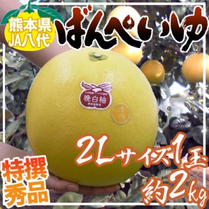 熊本県八代特産 ”晩白柚” ばんぺいゆ 秀品 2Lサイズ 約2kg