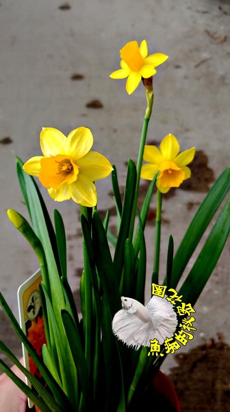 水仙花推薦 23 一月優惠比價 Line購物