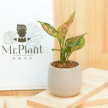 【拈花x研植】亞曼尼粗肋草│3.5吋水泥盆│窗邊植物│新手植物│淨化空氣│招財植物│觀葉植物│質感盆栽