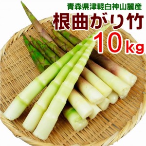 予約販売 山菜 根曲がり竹 10kg 青森県 白神山地山麓産 天然 冷蔵便 送料無料 産地直送 ねまがりたけ たけのこ 竹の子