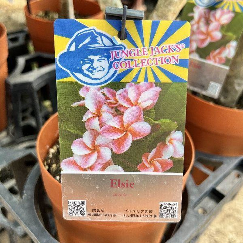 おしゃれ 観葉植物 鉢花：プルメリア*5号 インドソケイ