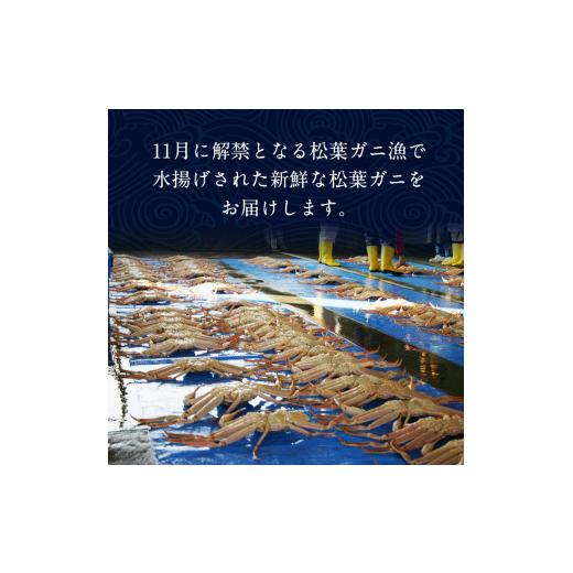 ふるさと納税 鳥取県 北栄町 ６６６．足1本なし松葉ガニ　特大1枚（900g〜1kg前後）※2023年11月〜2024年3月に順次発送予定《かに カニ…