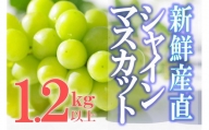 新鮮産直甲州市！シャインマスカット1.2kg2～3房（KSF）B12-170