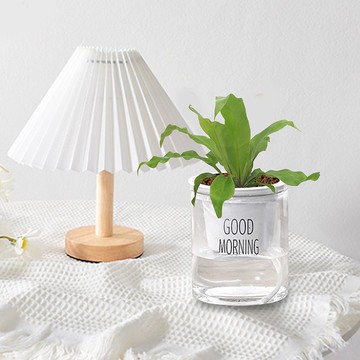 山蘇 懶人盆栽 室內盆栽