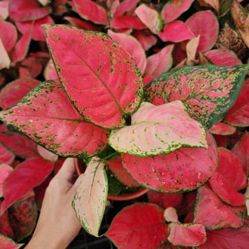 P老闆園藝~極紅粗肋草 5吋盆 室內植物