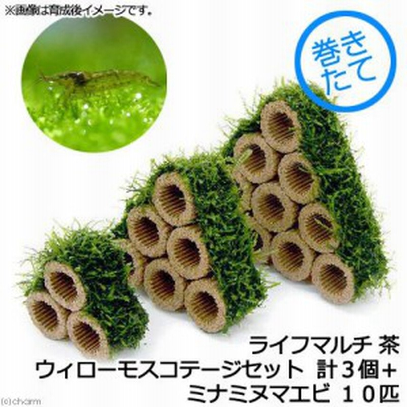 エビ 水草 巻きたて ライフマルチ 茶 ウィローモスコテージセット 無農薬 計３個 ミナミヌマエビ １０匹 北海道航 通販 Lineポイント最大1 0 Get Lineショッピング