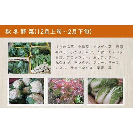 ふるさと納税 A-553 旬の野菜セットＢ 12~13品目 有機栽培 オーガニック 農家直送 野菜 さとう有機農園 おまかせ 旬野菜 春夏野菜 秋冬野菜 葉物.. 大分県宇佐市