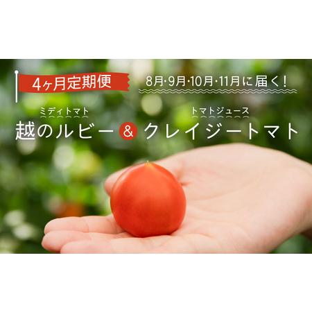 ふるさと納税 定期便 ≪4ヶ月連続お届け≫ 「越のルビー」ミディトマト5パックと完熟収穫にこだわったトマトジュース！「クレイジー.. 福井県坂井市