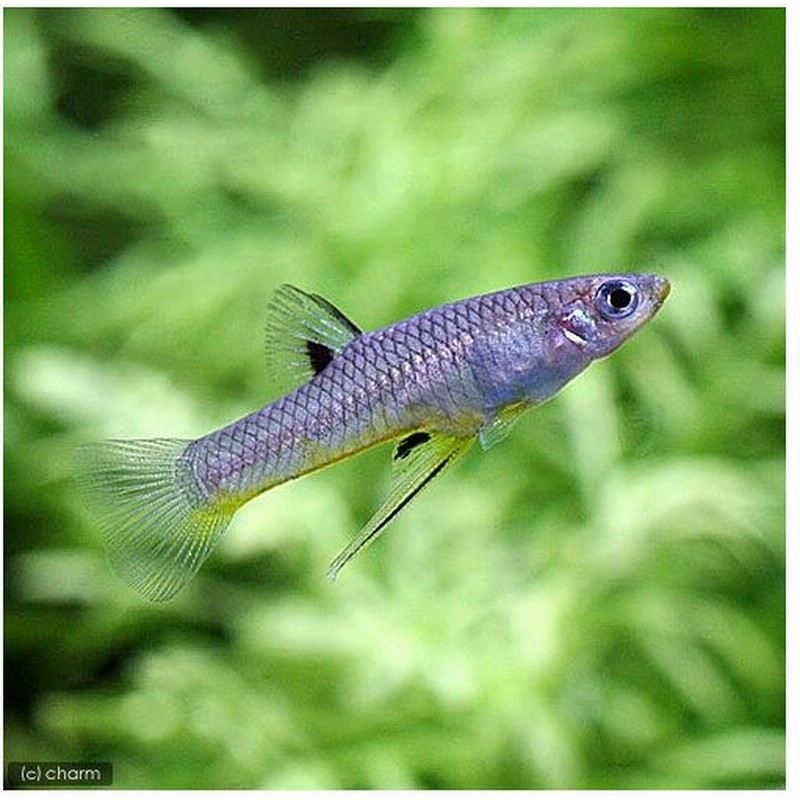 熱帯魚 ギラルディナス メタリクス イエロー １ペア 北海道航空便要保温 通販 Lineポイント最大0 5 Get Lineショッピング