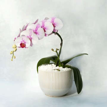 薄紅 單株蝴蝶蘭植栽