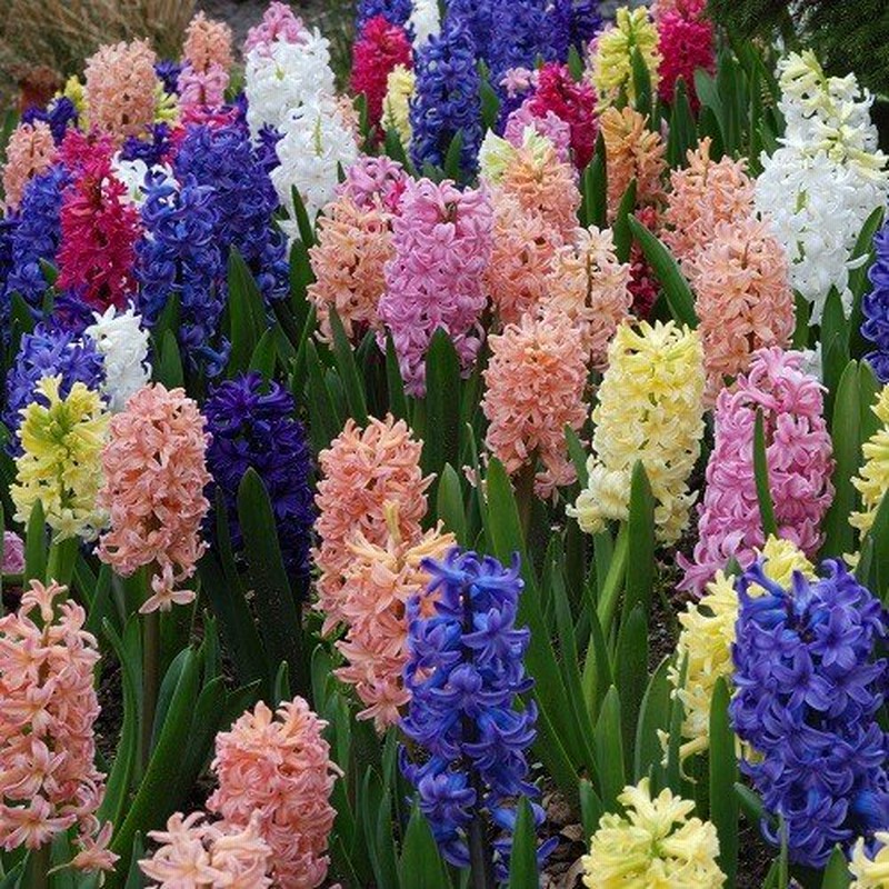 10月初旬受付開始予定 ヒヤシンス 秋植え 冬植え 春咲き 球根 5色から選べる3球パック セット イングリッシュガーデン セット 通販 Lineポイント最大0 5 Get Lineショッピング