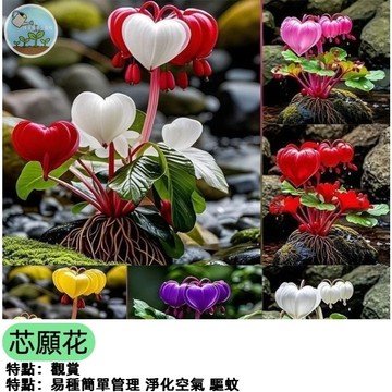 現貨 芯願花種子 新款耐寒耐熱 四季易種植 沾土就活 濃香盆栽綠植花卉 陽台水土養 四季開花 多年生 花卉