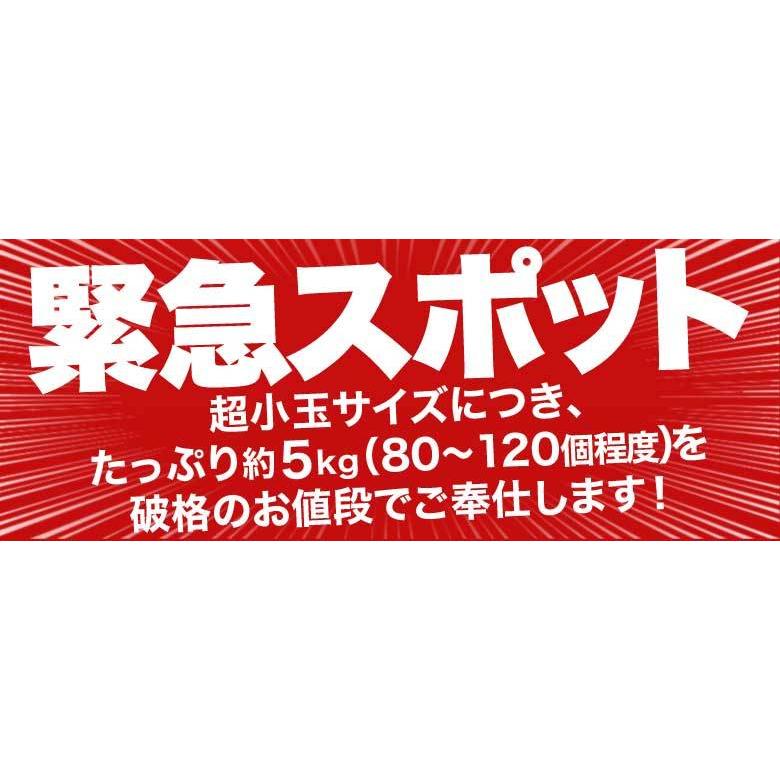 JAからつ 『うまか美人』 みかん 佐賀県産 超小粒(2S〜3S) 約5kg 目安として80〜120個程度 ※常温　送料無料