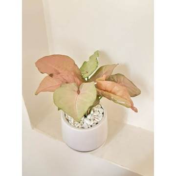 蒲田&粉紅佳人合果芋、觀葉植物、辦公室植物療癒小品..