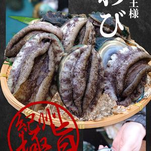 ふるさと納税 ZG6012_やわコリ食感紀州活アワビ 約1kg  和歌山県湯浅町