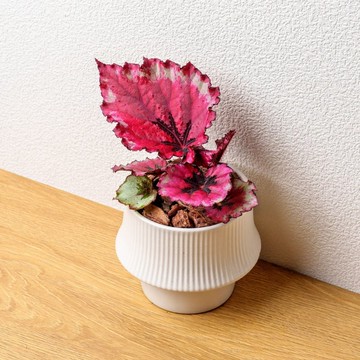 蛤蟆海棠 現代感直線陶瓷盆白色 桌上型盆栽 觀葉植物 禮物 盆栽