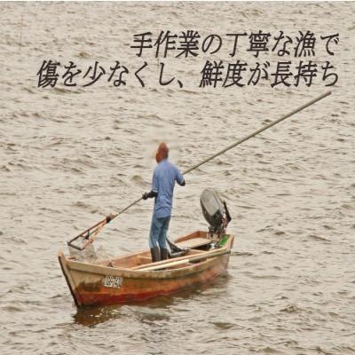 ふるさと納税 鉾田市 涸沼産冷凍大和しじみ(砂抜き済み)