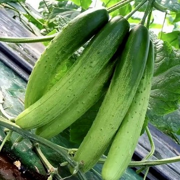 🌱現貨 黃瓜種子（100粒） 水果黃瓜 壓趴架黃瓜白皮黃瓜四季播種黃瓜蔬菜種子四季播種 黃瓜夯限時下殺限時下殺