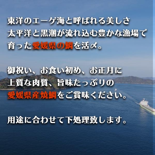 鯛　タイ　愛媛県産　１尾（魚体1.7kg 調理1.0kg）