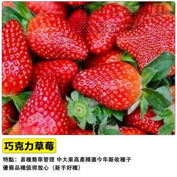 巧克力草莓種子 紅顏草莓  日本品種 甜度高高雄一號 四季開花 陽台盆栽 家庭種植 水果DIY 有機栽培 居家農場